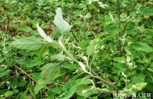 过去用来喂猪的野草，其实含钙量高，还能“降压”，城里一斤8元