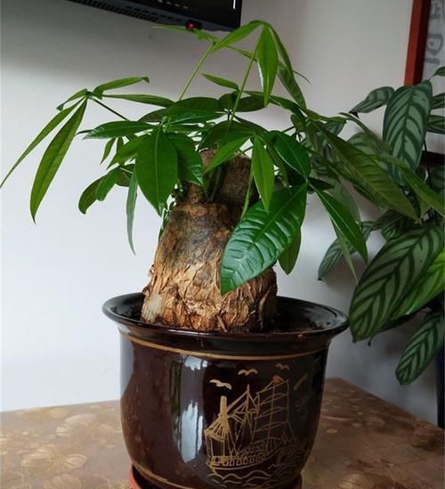  「盆栽植物」家家都有的天然“有机营养液”，能促根壮、促叶绿、促花开更多