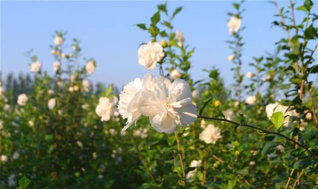  飞哥：农村有种植物，被称为“无穷花”，花是中药材，晒干值35元一斤