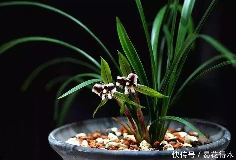『生长期』兰花生长缓慢或停滞?莫急,也许是未到生长时