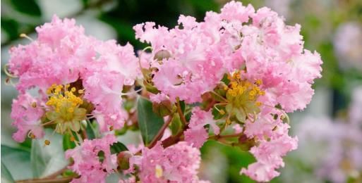 『小花』喜欢在家养殖花卉,就养在几朵小花,优美似莲花,妖娆绚丽,超美