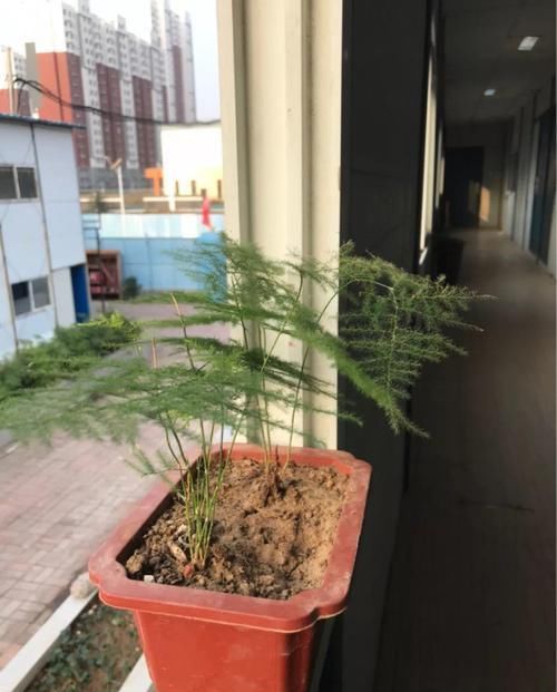  幸福树@这4种花最怕二手烟，连着熏两天，叶子花花往下掉！