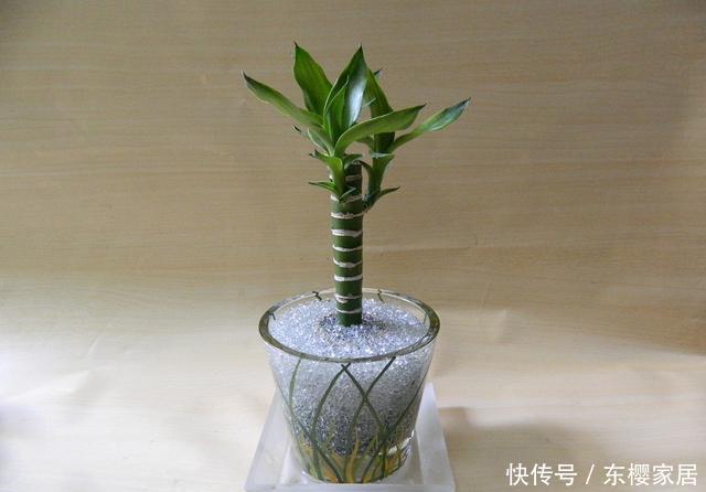  「室内」养护“观音竹”，做好几点，株型俊俏多姿，叶子纤柔可爱