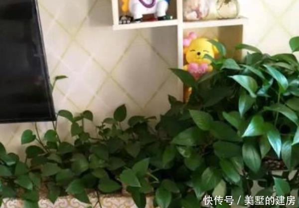 【乱养】客厅别乱养“花”,这3种树,招财“杀菌”还能吸甲醛,比绿萝强