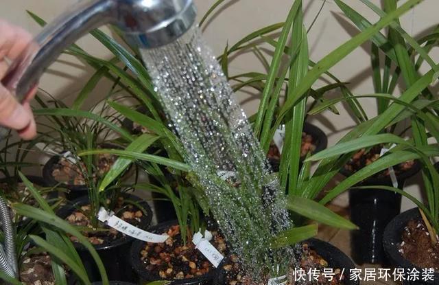  [些花友养]兰花养爆了盆，春天1个小技巧，分出20盆，瞬间变大户！