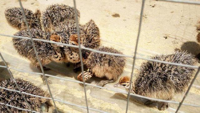  #产值#全身产值高达20000元，一个蛋150元，市场火爆，农民却不