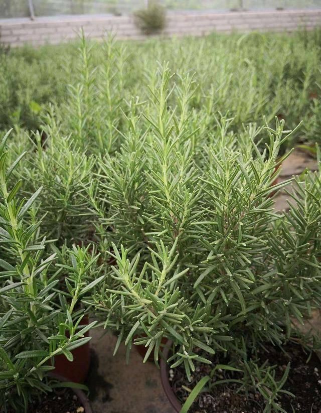  『植物』天暖养这3种花，青翠的叶片散发清香，装饰环境好还能驱蚊