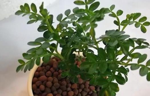  「美观」家养这3种招财树，既美观又好养，有钱人都喜欢养