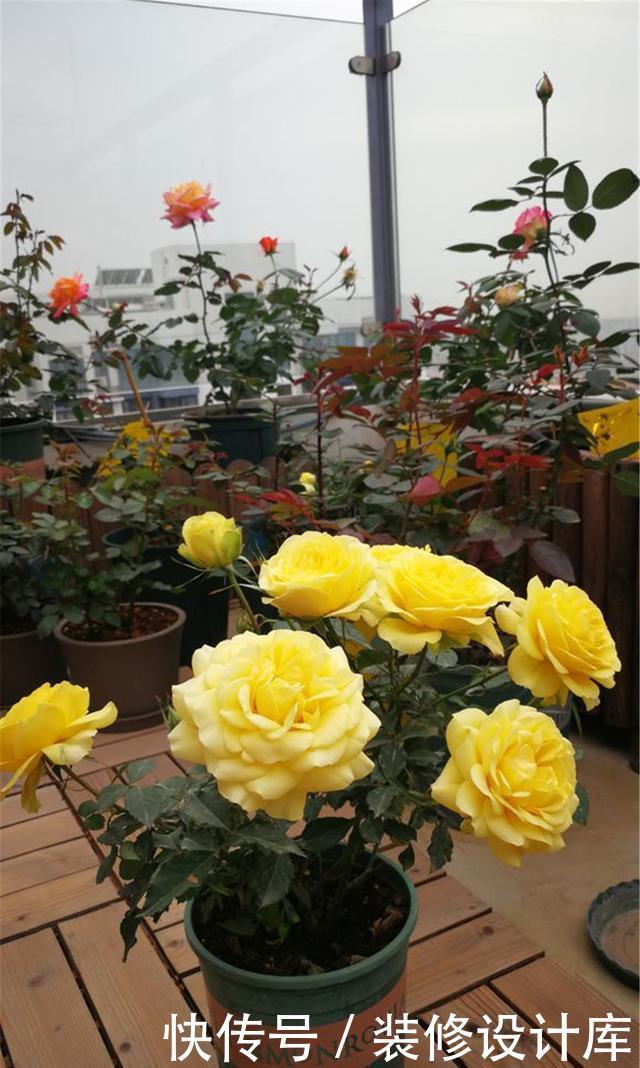 月季|秋天月季不好养?学会3个妙招,来年开花多到离谱