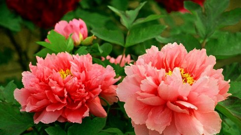  『夏季』夏季家庭盆栽的养护要点