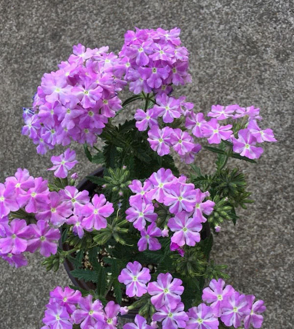  【铺地锦】家里盆栽植物有它就够了，花色五彩缤纷“颜值”高，还你一片花海！