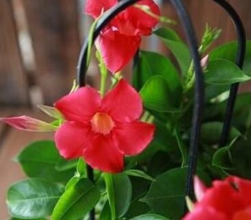  「扦插」这种花比绿萝都好养，枝条沾水就生根，太阳一晒就开花！