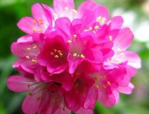  柔美■这些花美易爆盆的花卉，花色柔美，丢到小院成花海，四季开花不断