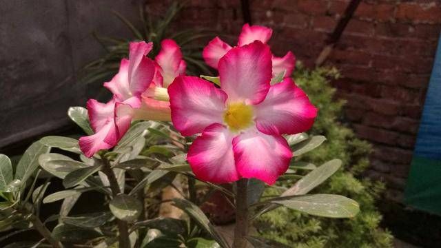 #记住#养花别“瞎养”,记住这几点,简单养花来年接着开花!