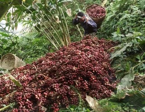  果子|云南这种果子火了，种下收多年，38一公斤，家家都需要