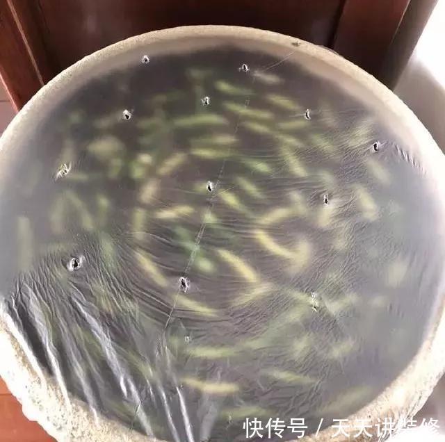  『绿萝』养花技巧：春天赶紧扦插绿萝，扯根枝插3盆，5种方法个个好活！