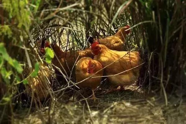 他在杭州打造了一个全中国最美的猪圈！纽约时报都报道了