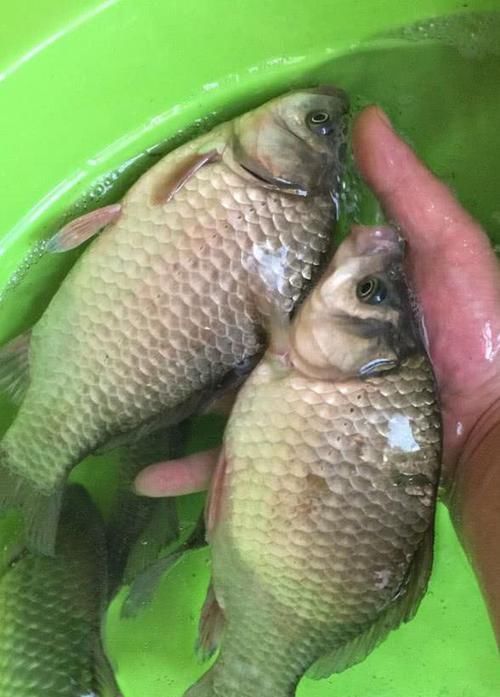 『浮游生物』不知钓位该怎样选？如果钓鲫鱼，劝你选这几个位置，新手也能爆护