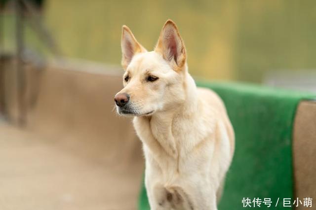 品种@撞脸柴犬的珍岛犬,却是韩国的国宝犬种,但它们并不适合新手饲养