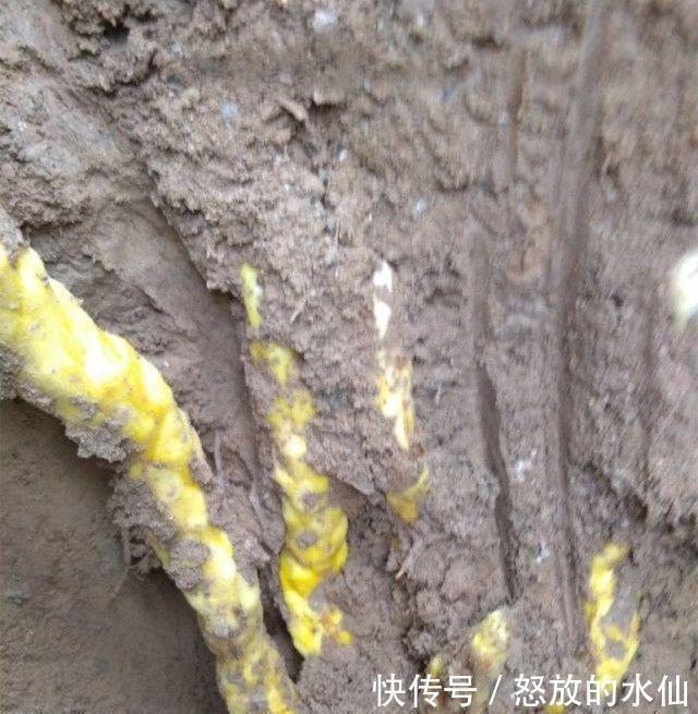  「上山」农村男子上山找野味时挖出这种植物, 长得像“七条金蛇