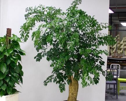  家里养■2种花卧室、客厅都能养，养1盆，家“病菌”少，大人孩子身体好