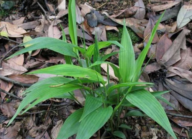  「矮小」乡间趣事！山坡上的“淡竹叶”，叶片似竹叶，植株矮小，泡茶喝有好处