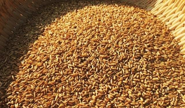 『麦粒』不起眼的麦粒，这样加工一下，不仅能钓鲫鱼，鲤鱼草鱼也能钓