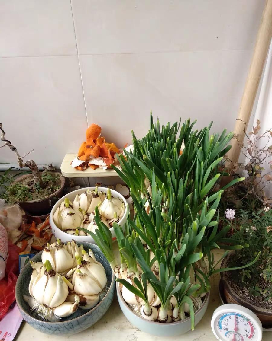  [水仙花不开]别等了，你的“水仙花”不开了，绿叶长满盆，典型“上当了”