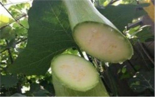 农村一怪瓜，种一颗吃三年，人称“壁虎尾巴”，很多人都没见过！