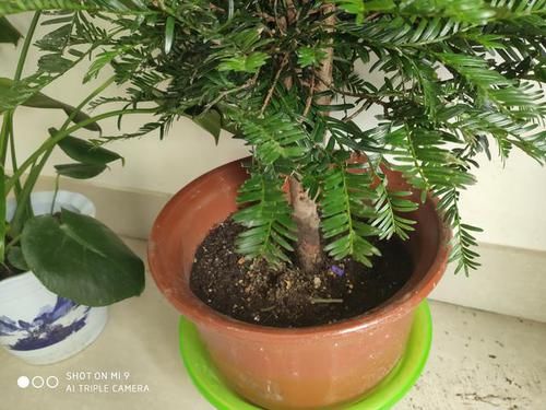  『浅根系』一夜蹿红的“网红植物”红豆杉，买了就扔？做好一步，能活几百年