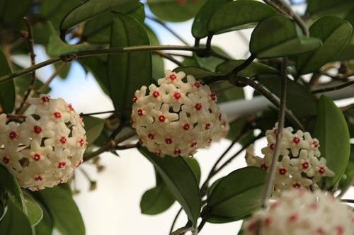  「爬岩板」这四款花卉盆栽，花开又大又艳，四季常开花，枝叶亭亭玉立，超美