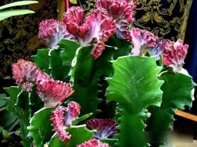  『花开花』龙骨花开花吗？傍晚时花朵开的最旺盛！