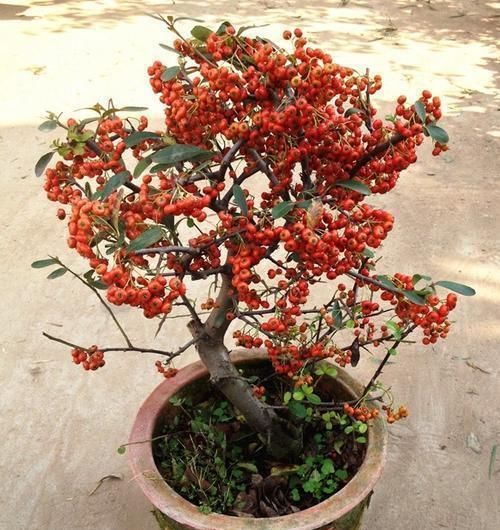  「适合」此花，在植株生长没有几年的时间，是不太适合培育花果的。