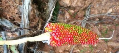  价值|这种野生物，珍贵独特，有幸在山上遇到别破坏，它价值好高