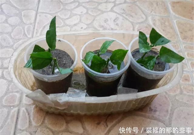  『执着的花盲』养花技巧：这5种花现在扦插，下个月就开花，千万别错过时机！