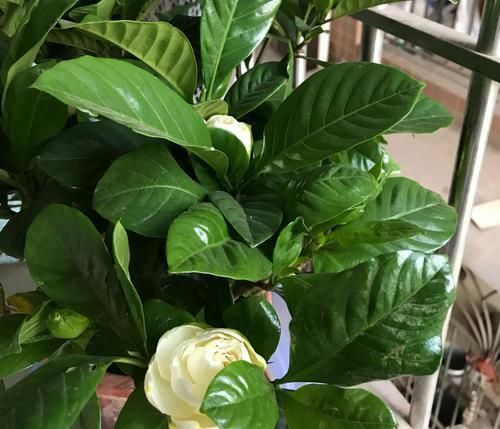  #栀子花#买回来的大叶栀子花把根部黄泥土洗掉换盆，第二天叶子下垂要紧吗