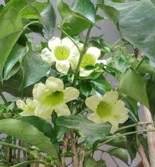 「幸福树」幸福树开花以后怎么养？做错了掉叶掉花光秃秃