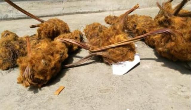  【形似】它形似“黄毛狗”，却可遇不可求，价值极高，农村见到