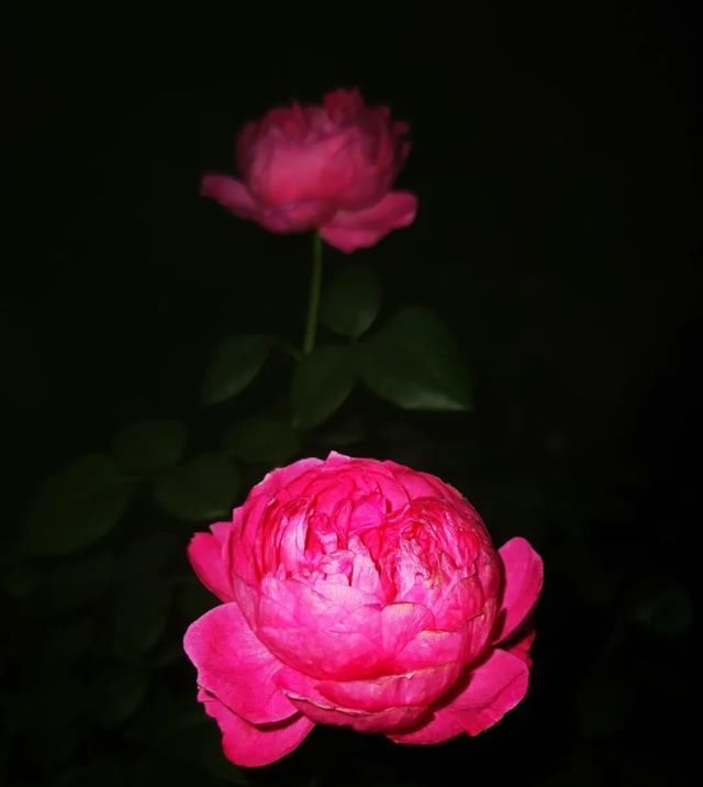  『丰花性好』狼家自育的表现到底如何，戳进来看看花友们的大实话