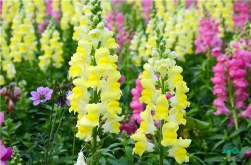  『值得』喜欢养护花卉，就养以下3种花卉，花色艳丽，花朵硕大，值得拥有