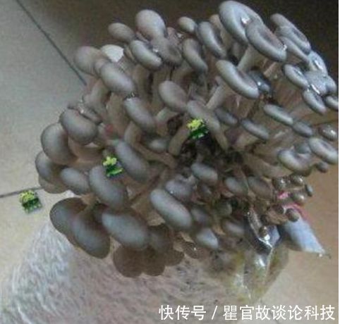  【漂亮】“1种蔬菜”种阳台，吃完一茬又一茬，养成盆景比花漂亮10倍！