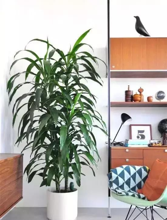  【自带】自带镇宅安家的30种大植物，满满都是安全感