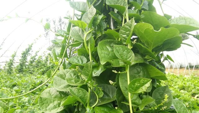  「植物」农村有种植物，被称为“豆腐菜”，种一棵能吃半年