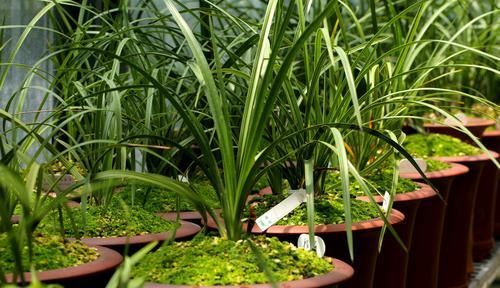  『对症下药』兰花焦尖的6大原因，搞清楚了好对症下药，兰花焦尖不用怕