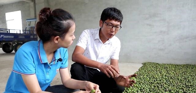  香榧|什么树这么值钱？农民种树摘果，一棵值400多块钱，炒熟的