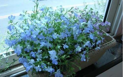  #枝繁叶茂#这四款花养护简单花期长，常年开花不断，花开枝繁叶茂，优雅多姿