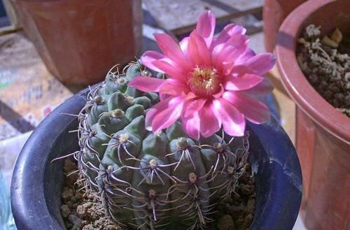  『好看』3种花只要沾土就开花，爆盆简单不操心，一年四季都开花，真好看