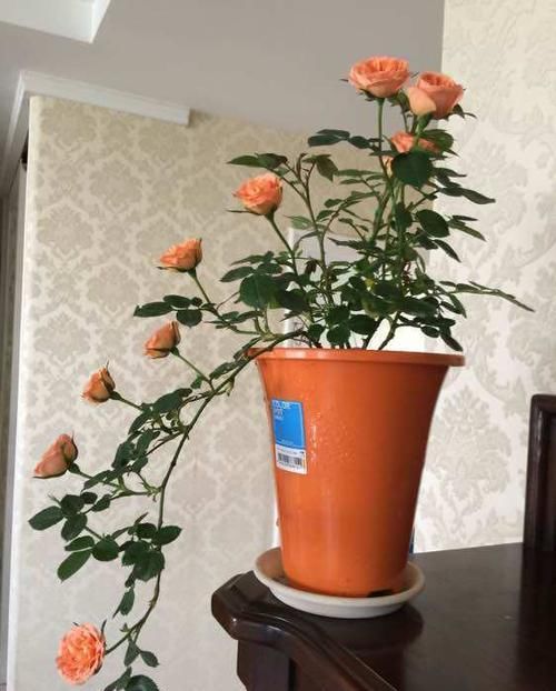  『文艺』养花就养这几款，花开娇丽轻盈，充盈着幽郁的香气，文艺范