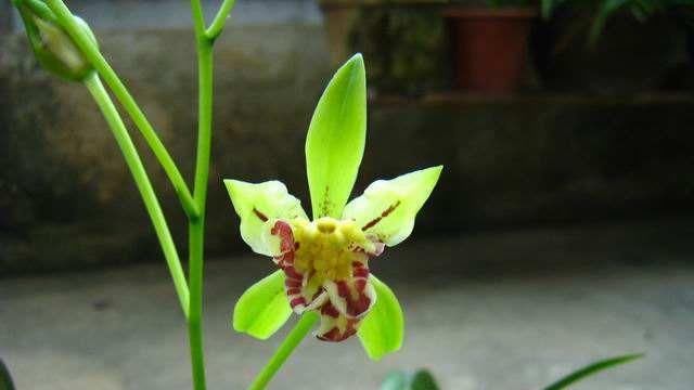  实用|三大奇兰花，便宜好看又好养活！装饰家庭必备太实用