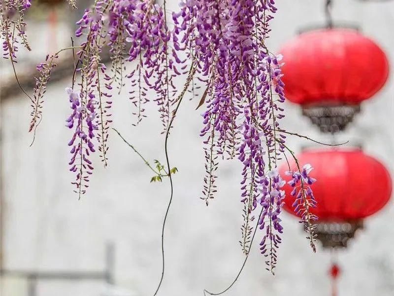 「木香花」老门东,花都开好了!